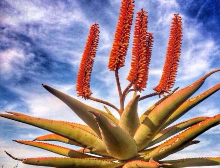 Aloes move me.