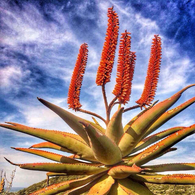 Aloes move me.